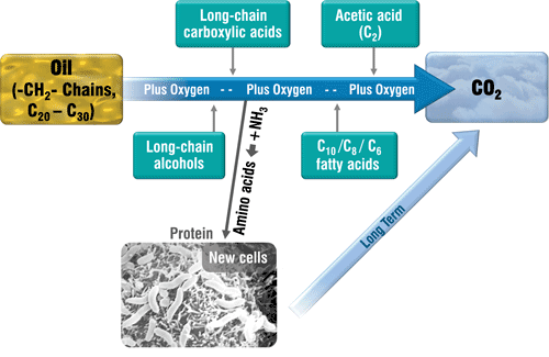 The biodegradation process