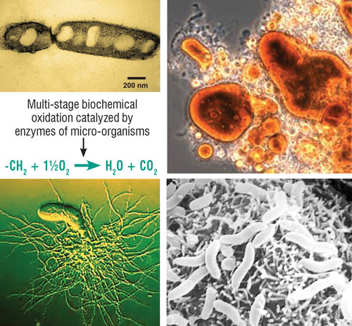 Biodegradation of hydrocarbon compounds