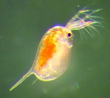 Aqueous toxicity water flea